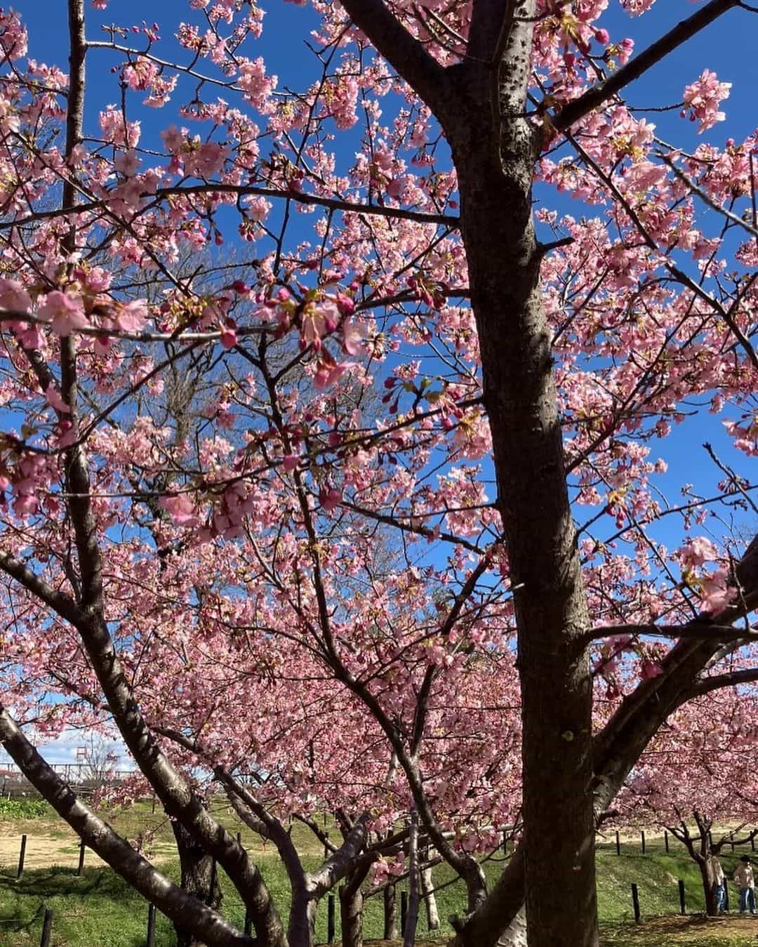 たくさんの桜~🌸🌸🌸🌸🌸