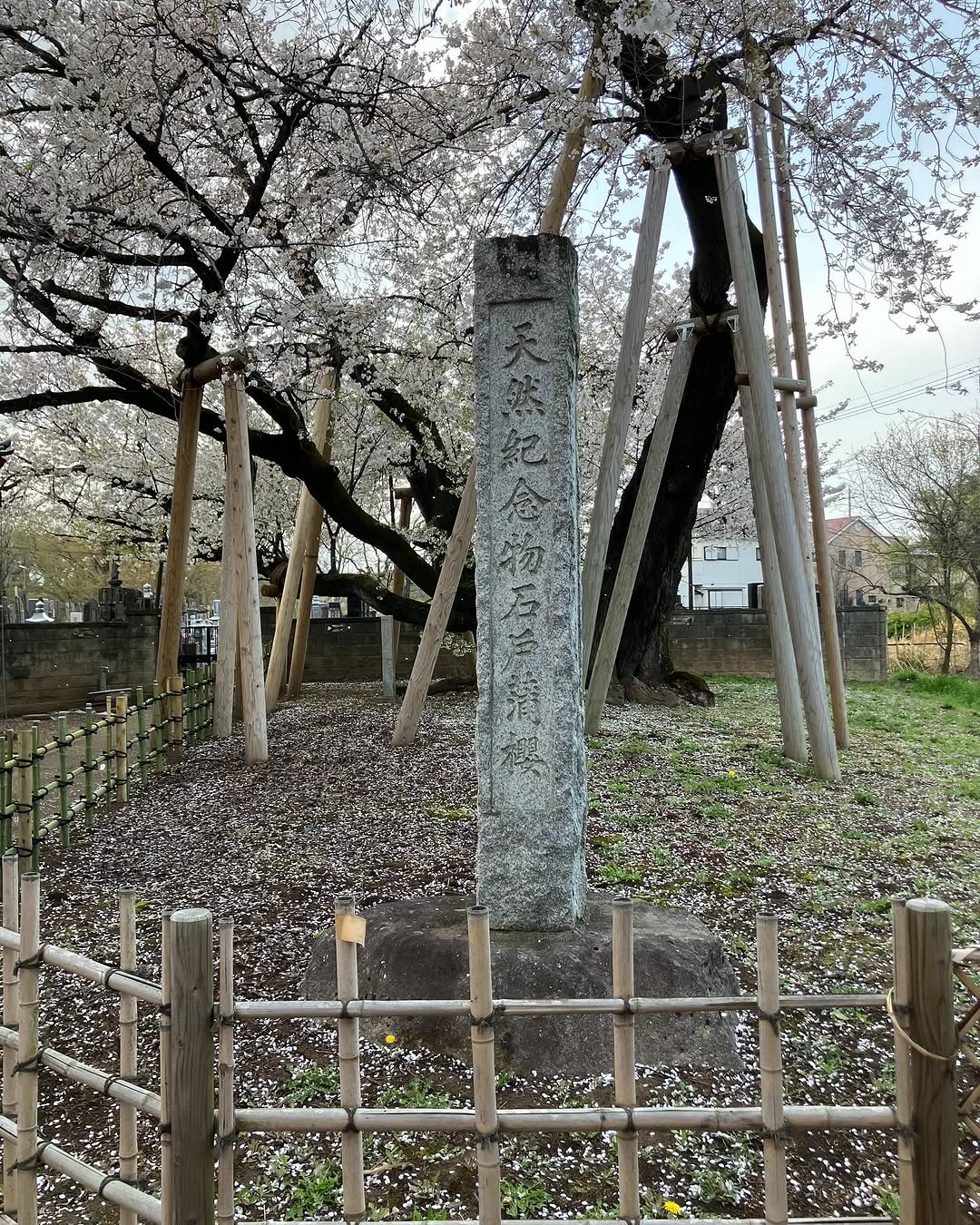 石戸蒲ザクラ