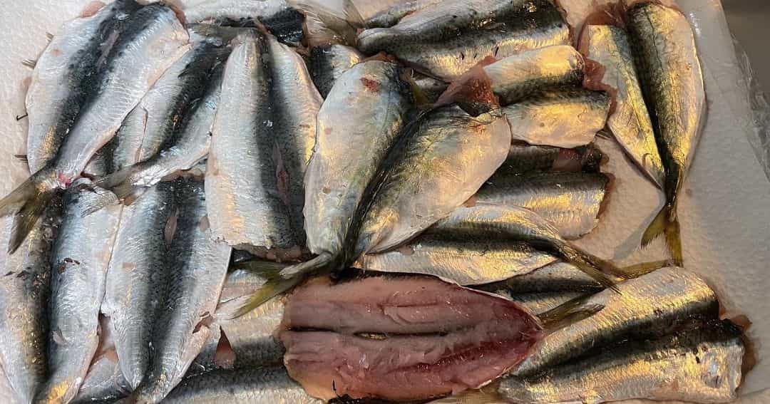堤防釣りで大漁！-4