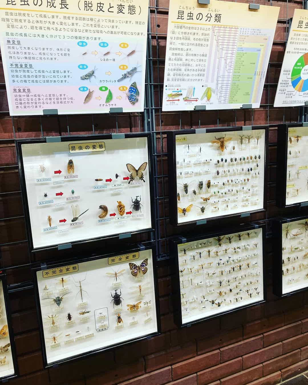 埼玉県立自然の博物館-3