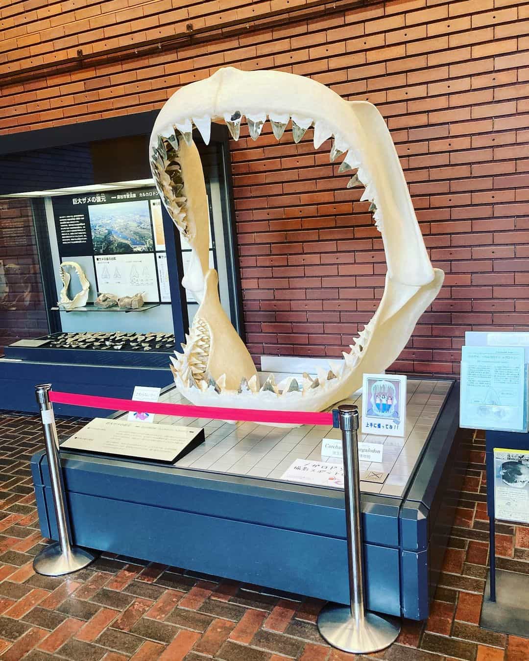 埼玉県立自然の博物館-2