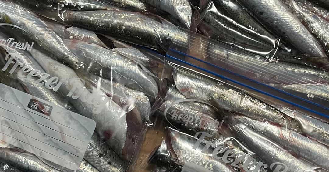 堤防釣りで大漁！-3