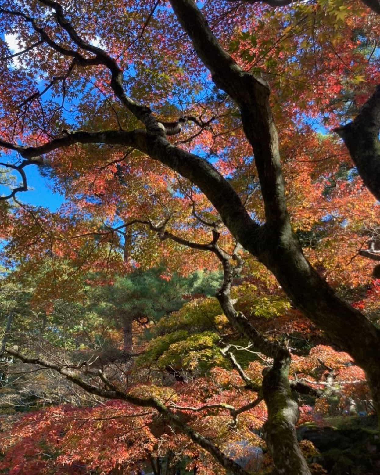 季節を感じてきました🍁✨