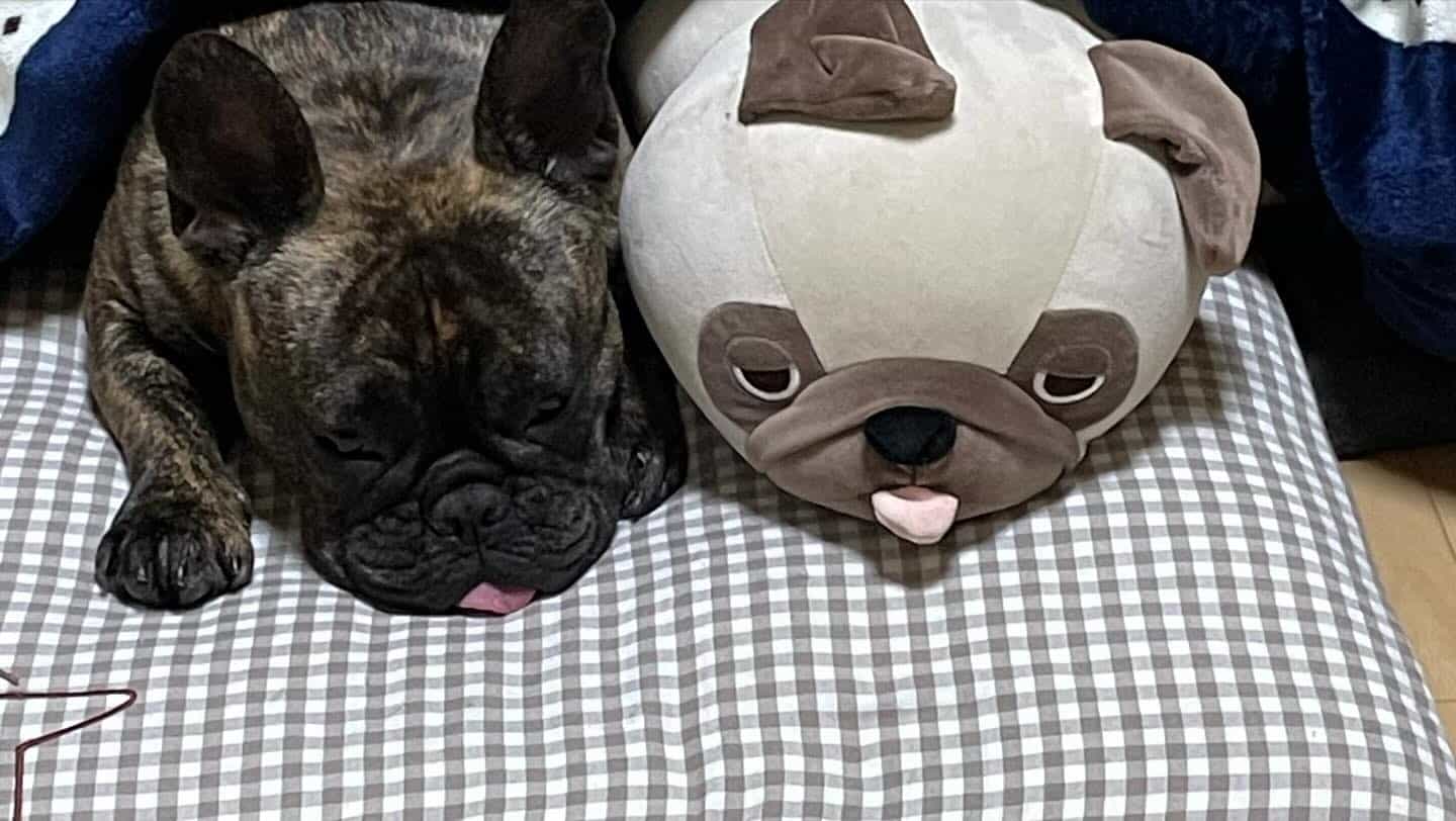 我が家のフレブルが一歳半になりました
