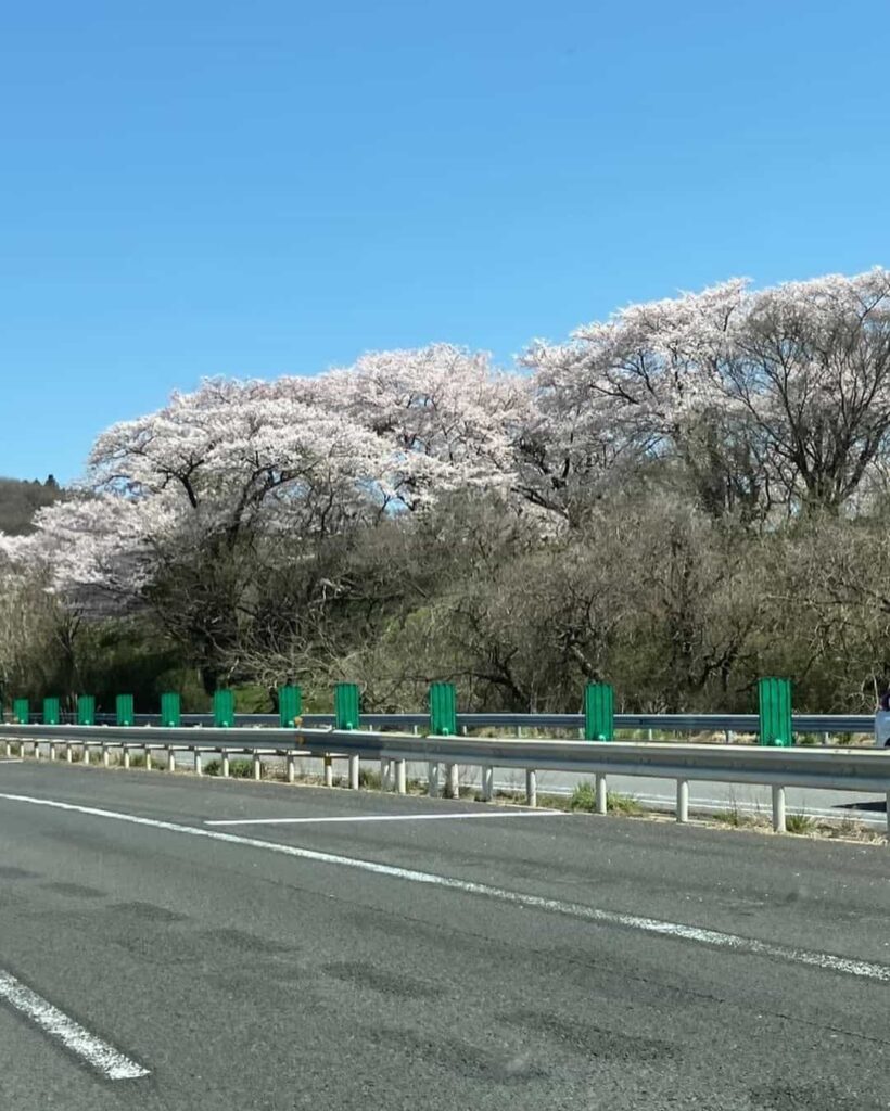 たくさんの桜~🌸🌸🌸🌸🌸