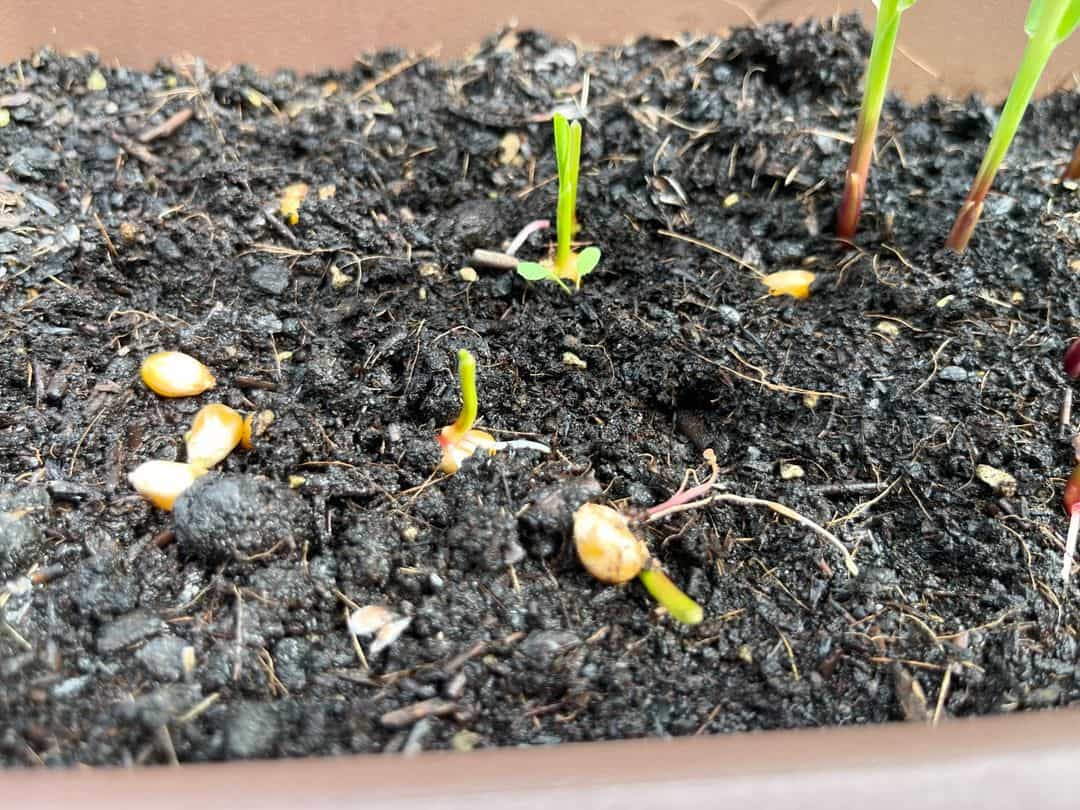 ポップコーン植えてみたら・・・