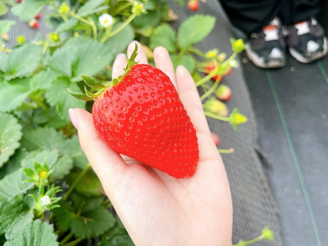 いちご狩り