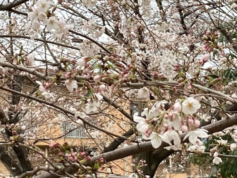 墓参り