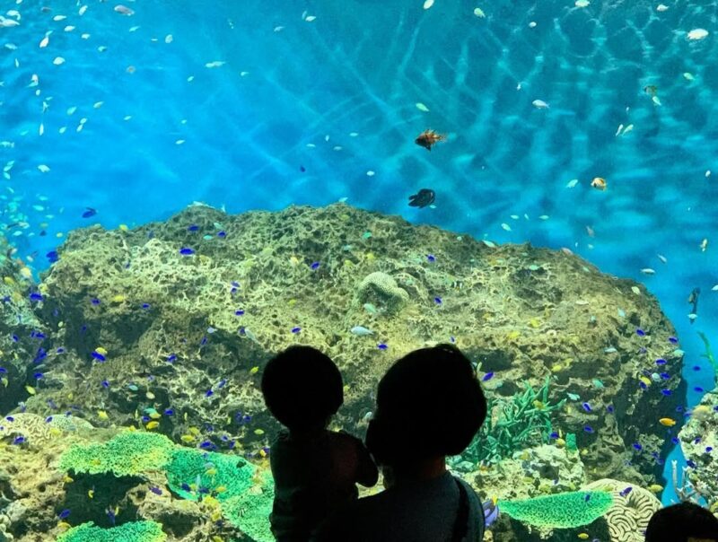 妻の誕生日にアクアワールド大洗水族館へ