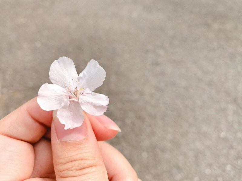 桜