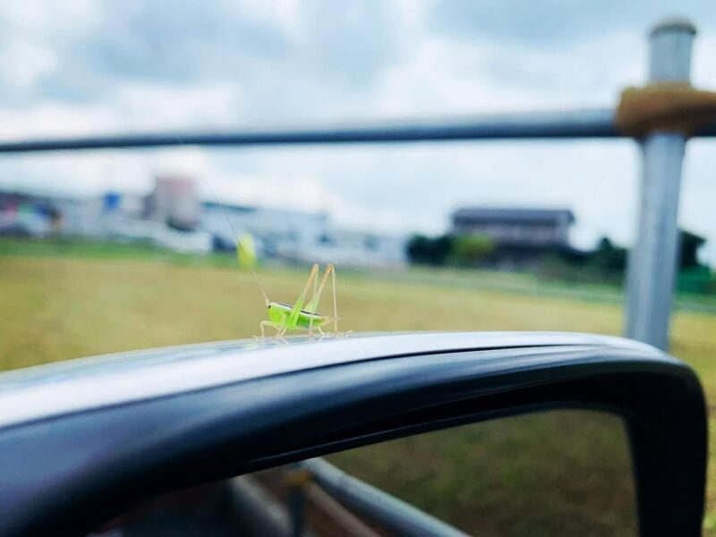 バッタさん