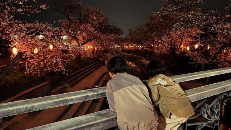 夜桜