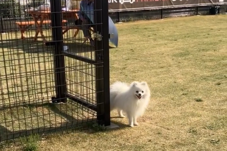 ドッグランにて